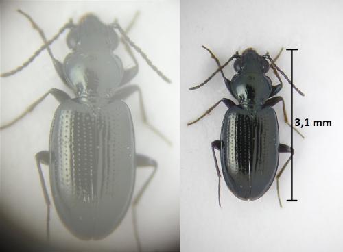 Bembidion minimum